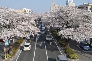 image005 日立駅前の桜並木