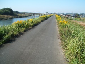 黄色い秋の野花(セイタカアワダチソウかと思います)