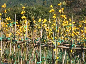 黄色いレモンに足が付いた様なイカみたいなもの 黄色いレモンに足が付いた様なイカみたいなもの