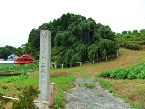 三春滝桜