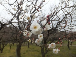 梅の花