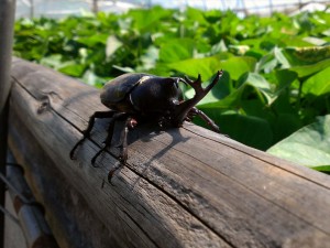 虫の王様『カブトムシ』